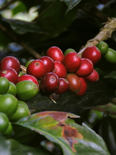 Ripe coffee cherries on the branch