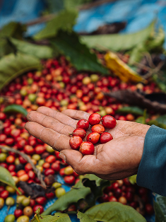 A handful of freshly picked cherries