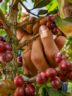 Hand-picking coffee cherries