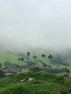 Wax palms in the fog, Cocora valley