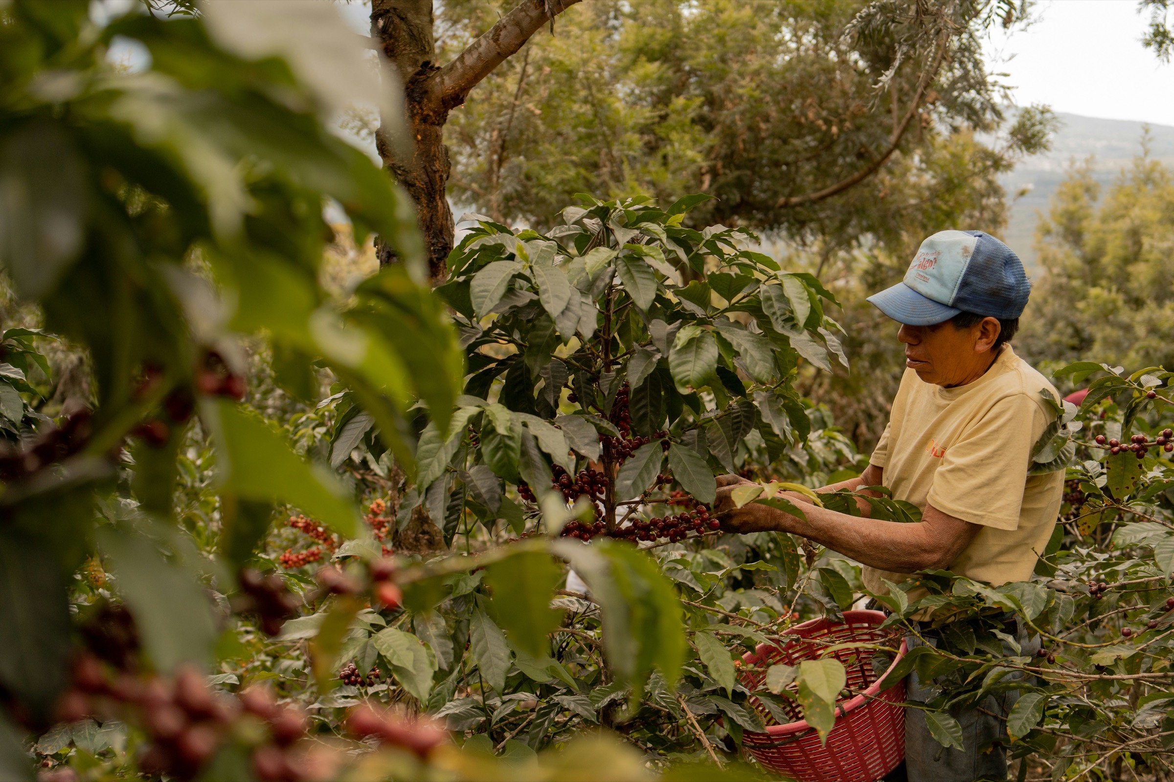 Coffee cherries being harvested by hand
